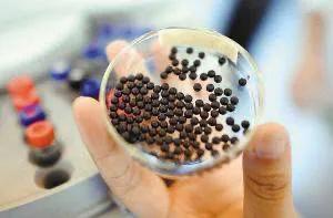 麝香保心丸能长期服用吗?听听药师怎么说