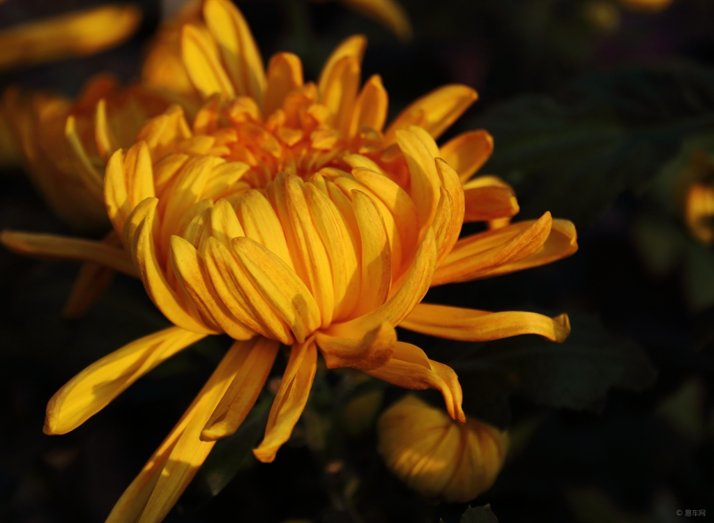 生活中常见的花语大全,生活中常见花卉花语