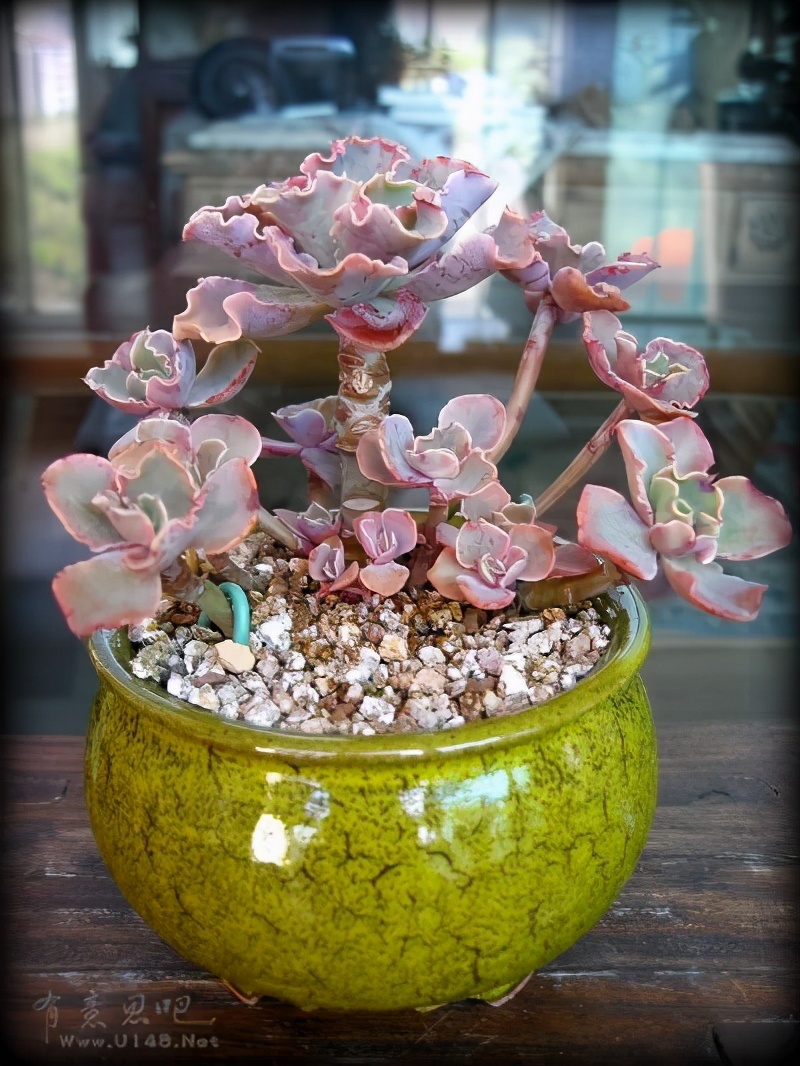 韩国多肉有多仙,韩国公主多肉图片大全