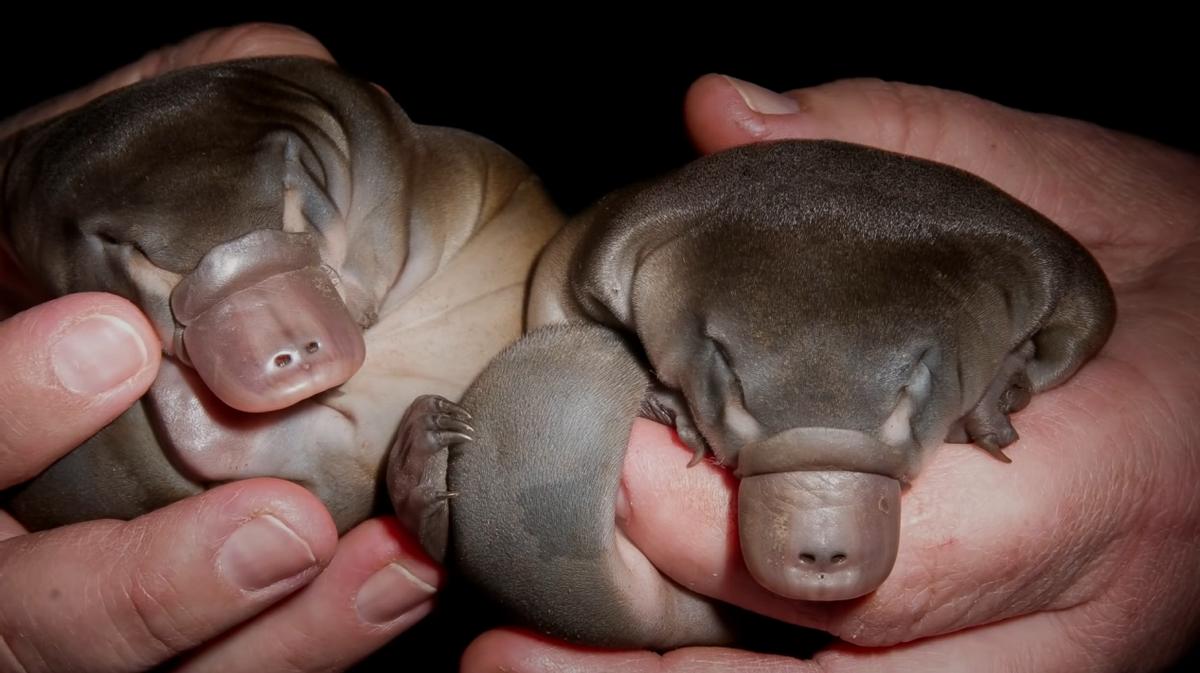 y染色体500万年后消失了吗,男性y染色体正在消失