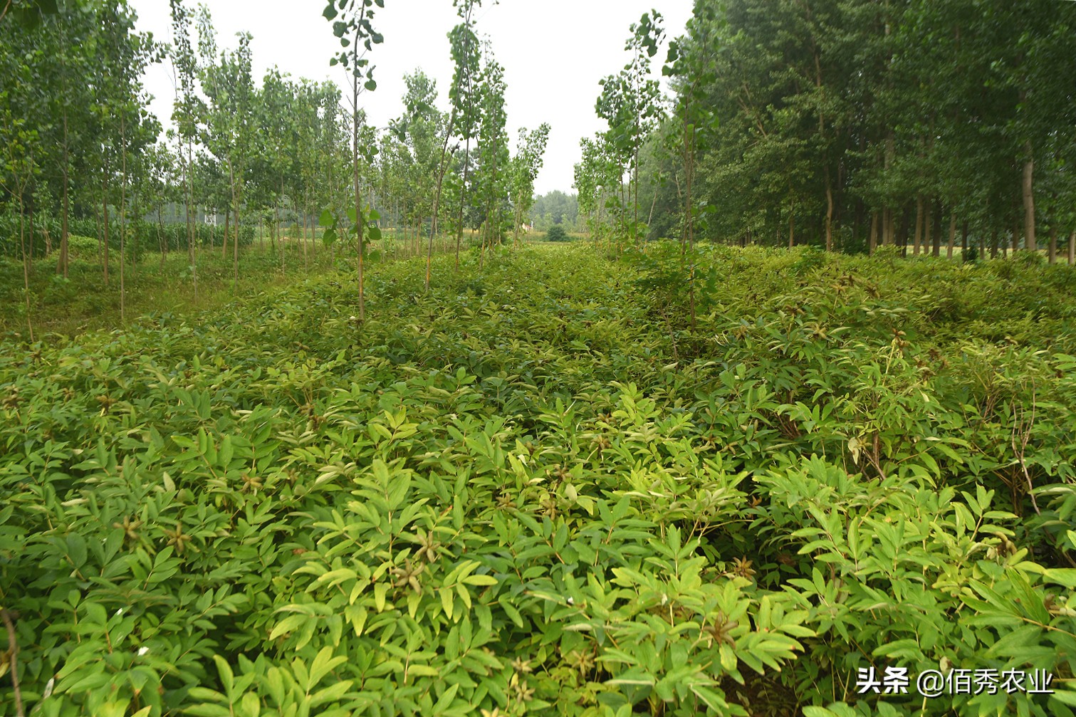 茅台泡沫破灭会有什么后果,茅台酒炒作泡沫会破灭吗