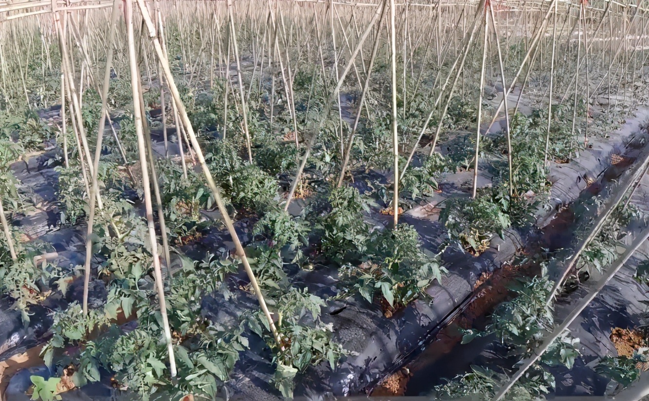 蔬菜种植容易遇到的问题,菜园种菜容易生病怎么治