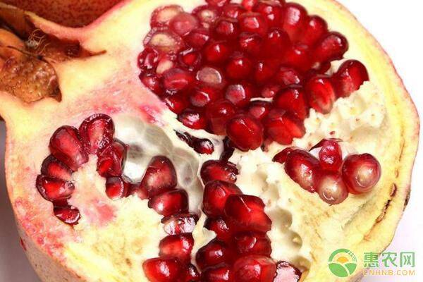 石榴的种植方法和管理技术,幼苗石榴种植剪枝留果控制技巧