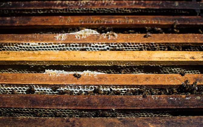 哈茨木霉菌防控蜜蜂病害,冬季蜜蜂怎么防病害的