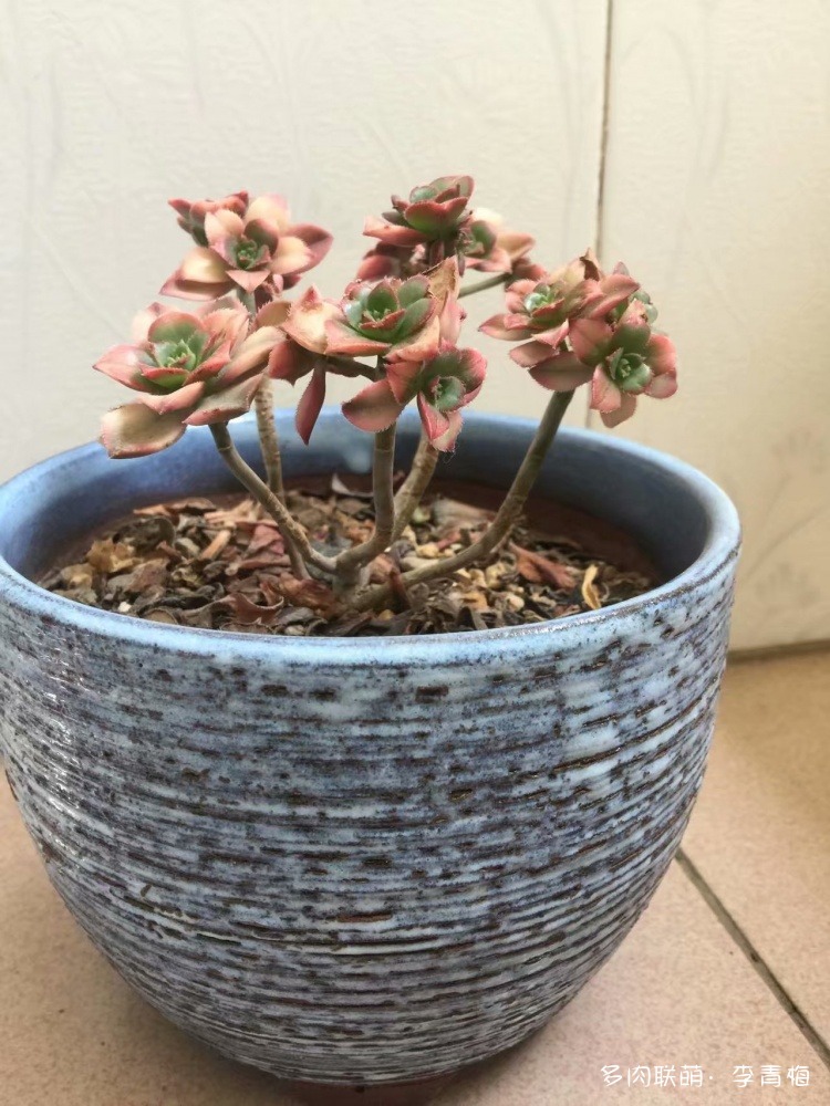 瞧,那个钟情艳日辉的人