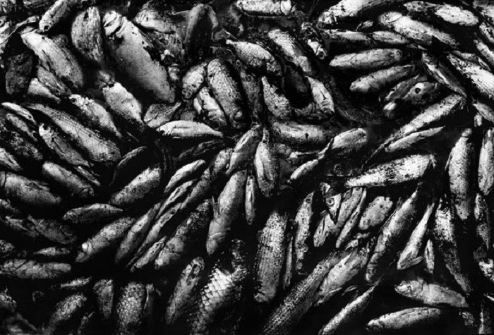 65年前在日本爆发的怪病,1952年日本猫自杀事件