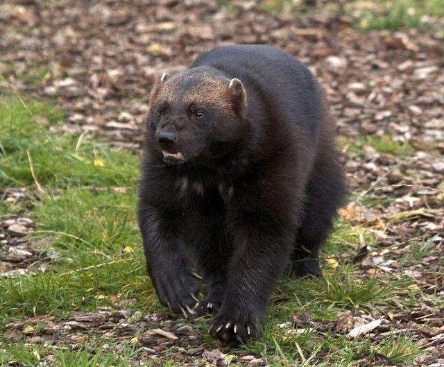 袋獾和狼獾和蜜獾,蜜獾大战野狼