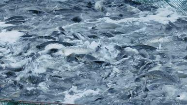 今年双十一，斗门这款产品爆卖100000+！你猜是……