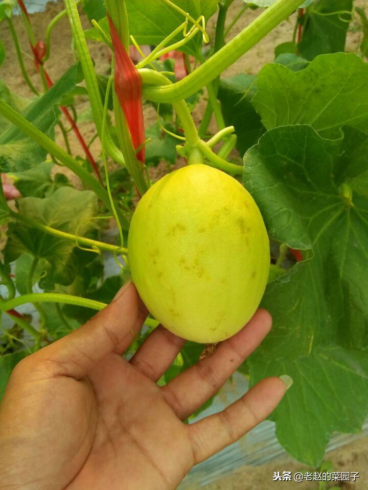 甜瓜霜霉病和细菌性角斑病,甜瓜细菌性果斑病图片