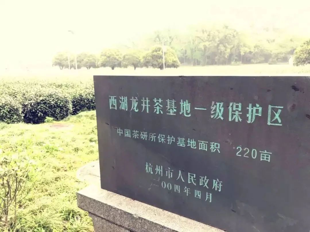 中茶值得加盟吗,中茶行情官网