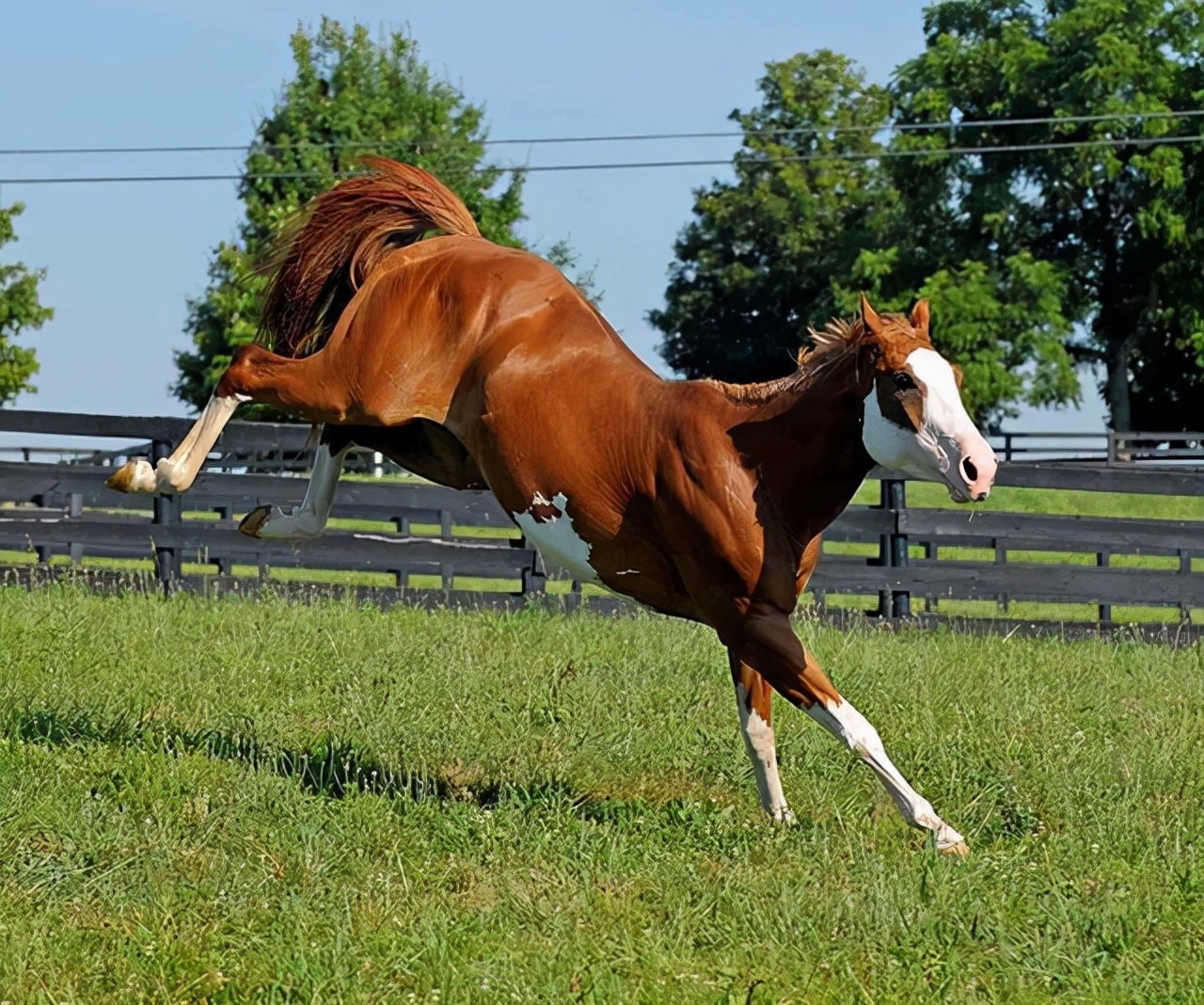 马踢一脚的力量有一锤重吗,马后腿踢一脚有多大的力量