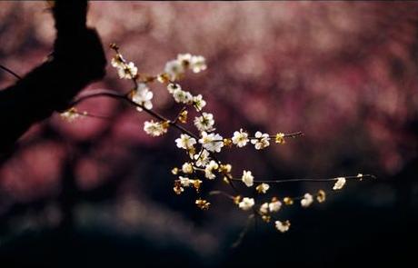 美得让人窒息的诗词,美得让人窒息的唐诗宋词