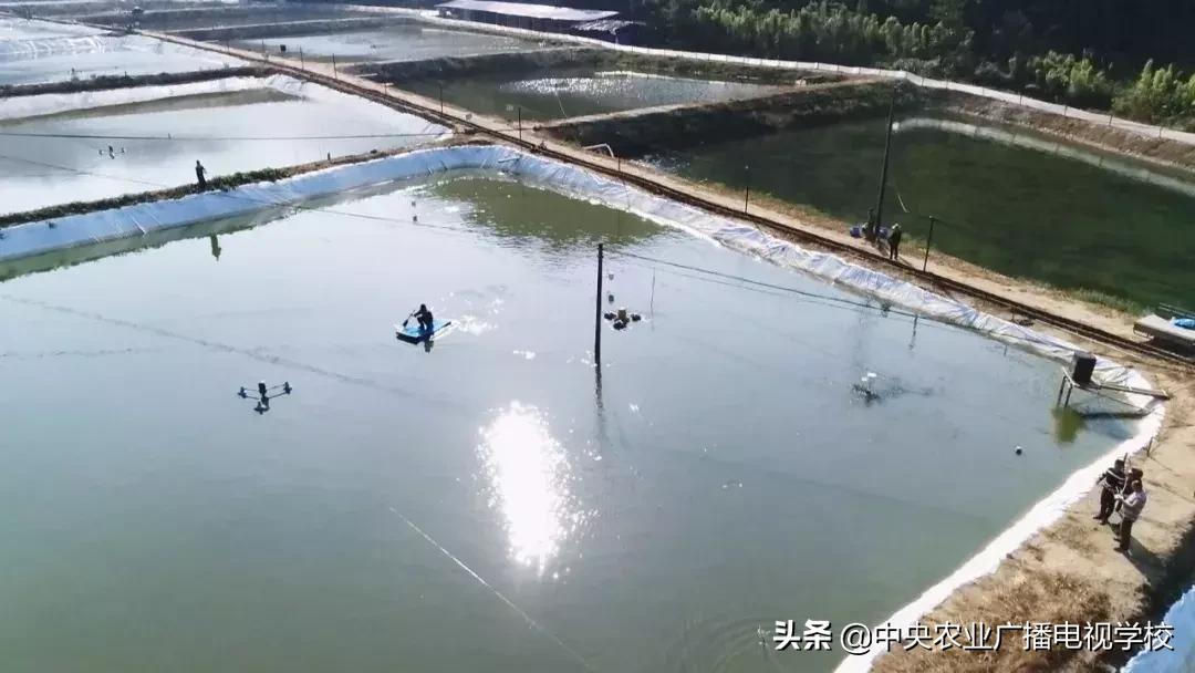 【农广天地】滑溜的财富抓起来