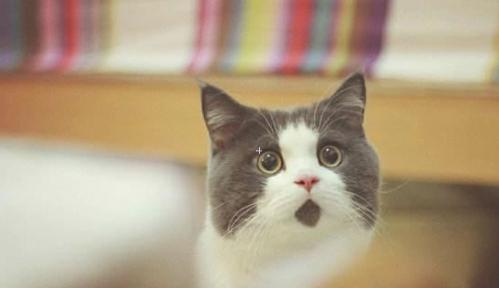 怎样买到纯血统美短,买纯种英短