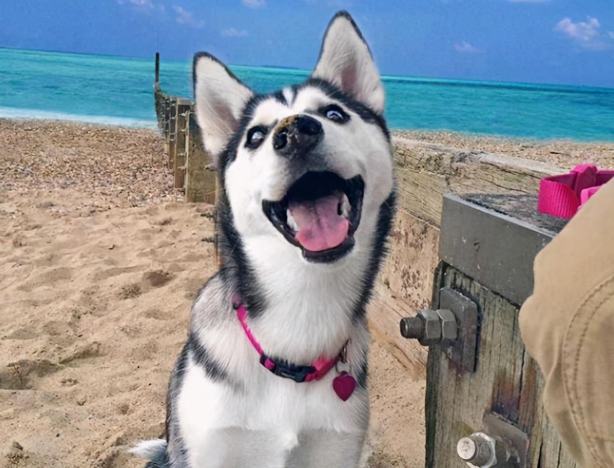 古话说猫来穷狗来富是真的吗,狗来富猫来穷有这样的说法吗