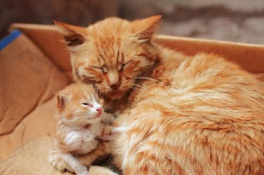 母猫总把小猫叼给主人啥意思,母猫总把幼崽叼床上