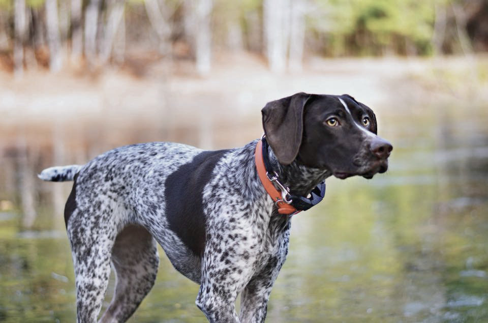 犬类排行榜第一名是什么狗,公认十大最好养的狗小型犬