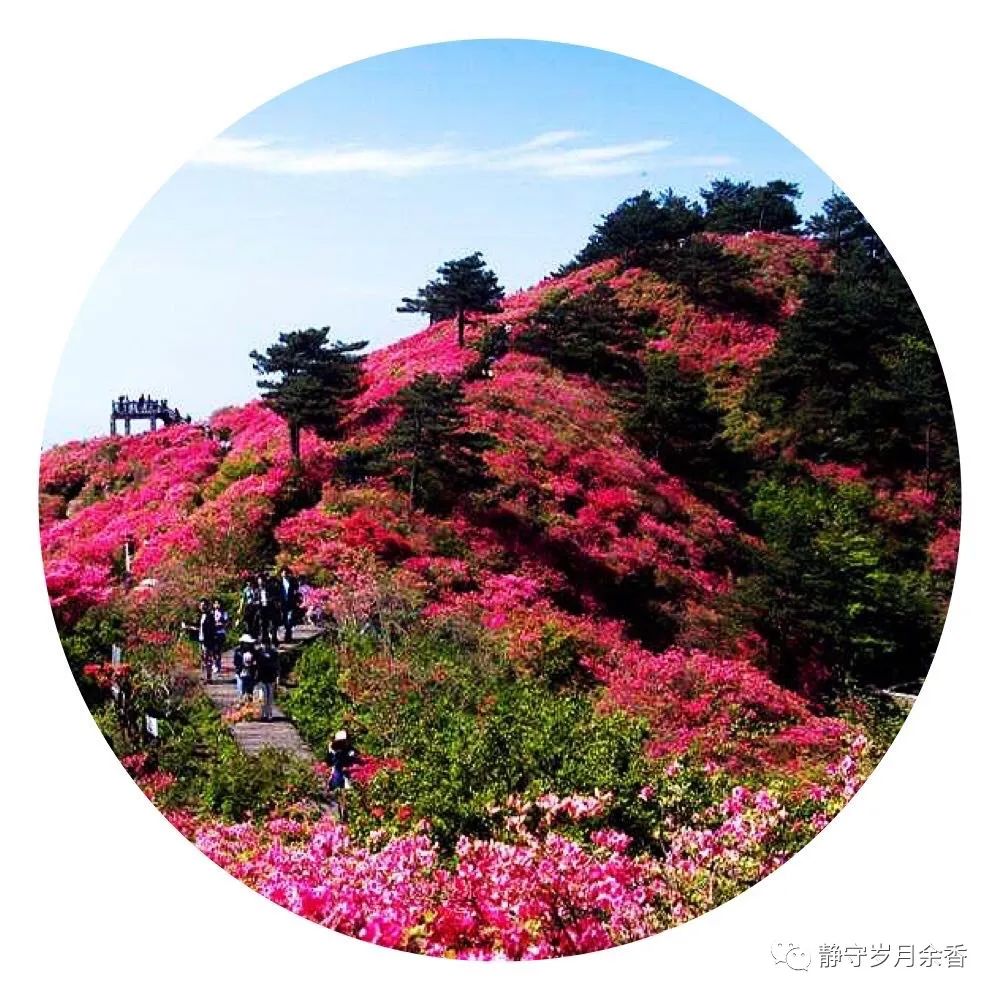 情满龟峰·诗涌花海