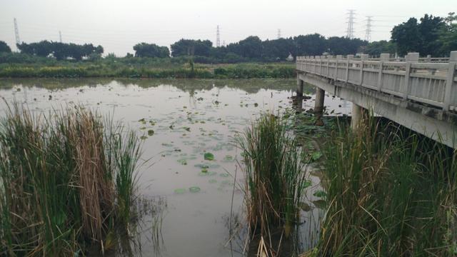 中山崖口美食推荐,崖口村煲仔饭云吞团购