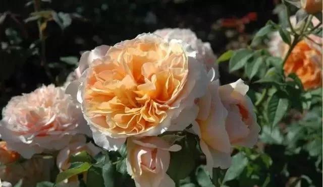 玫瑰有几种品种图片及名称,玫瑰品种分类名称及图片介绍