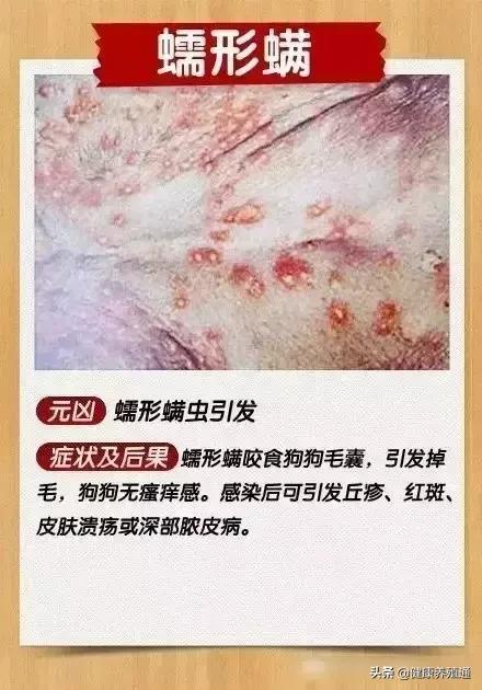 犬病综合预防方案,如何能预防与治疗宠物狗皮肤病