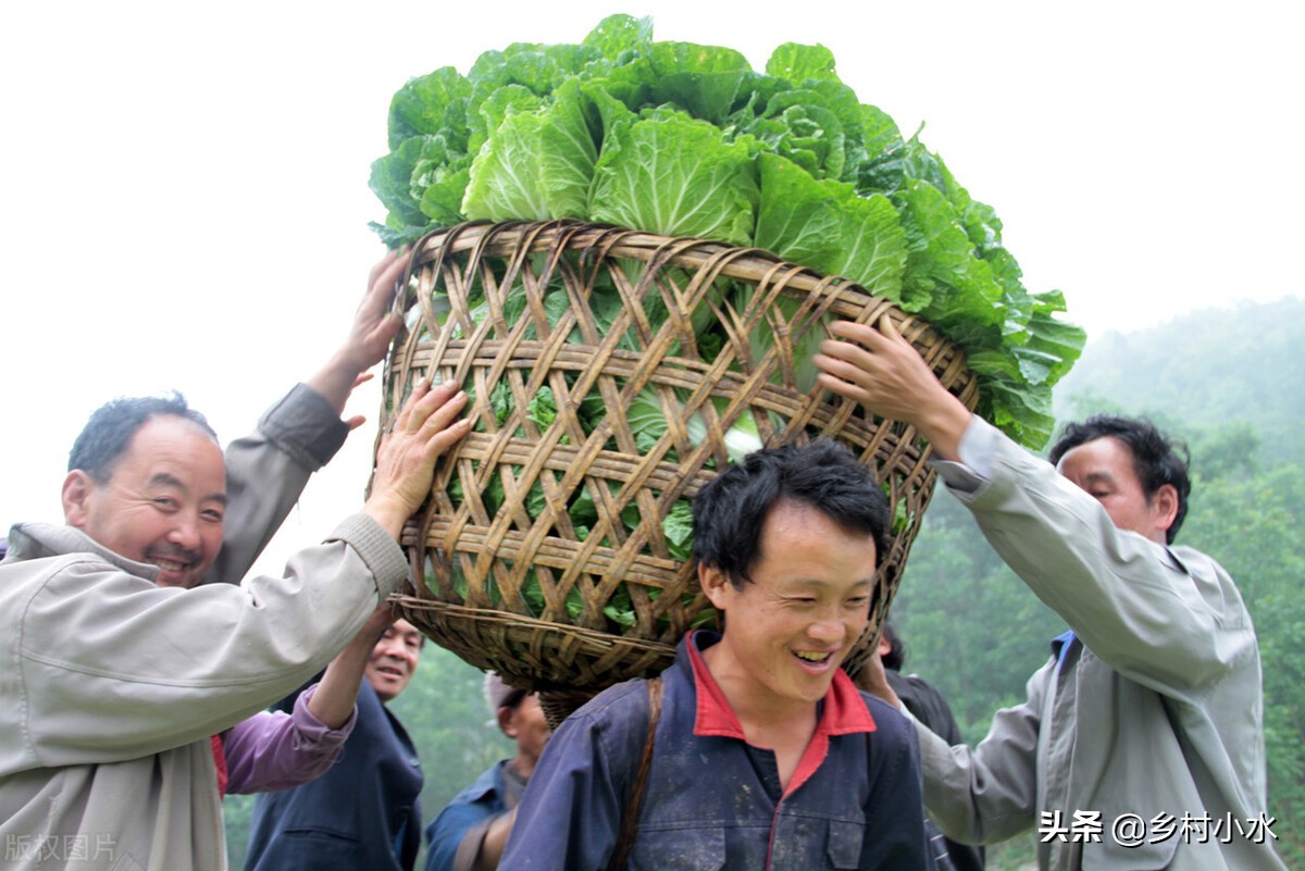 白菜种植小技巧不生虫不生病,白菜的种植技术及病害防治