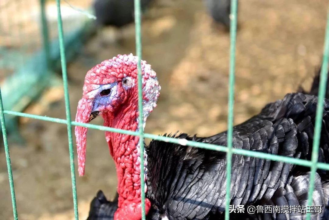 巨野白虎山游记,巨野金山为什么叫天下第一山