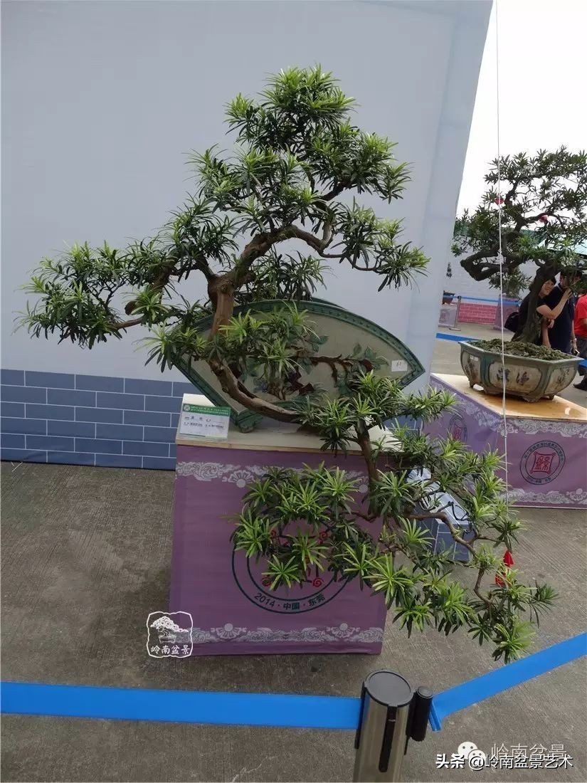 罗汉松盆景开运招财，非其莫属！清风雅韵，当之无愧！