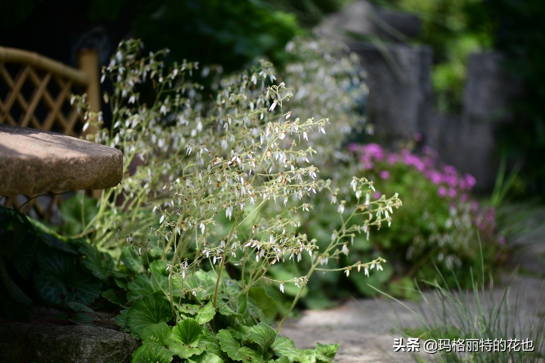 河马花园植物大全,荷马花园的月季