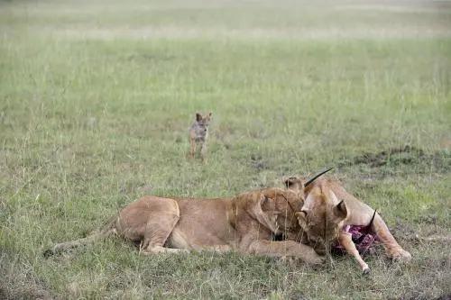 胡狼“大帝”：比平头哥胆子还大的非洲蹭饭王