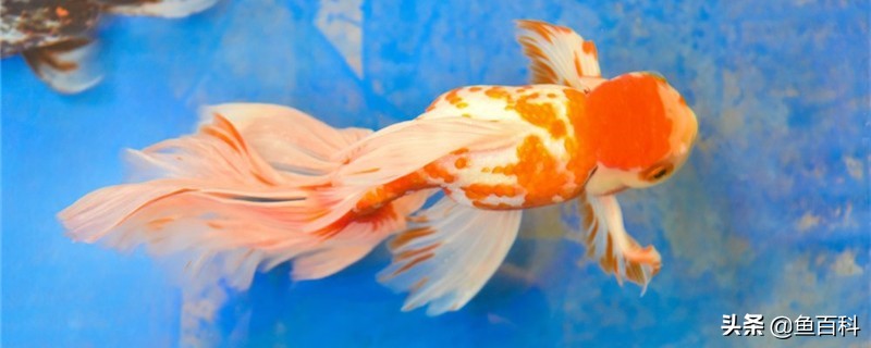 金鱼烂鳍怎么治疗,金鱼身上出血烂鳍烂尾