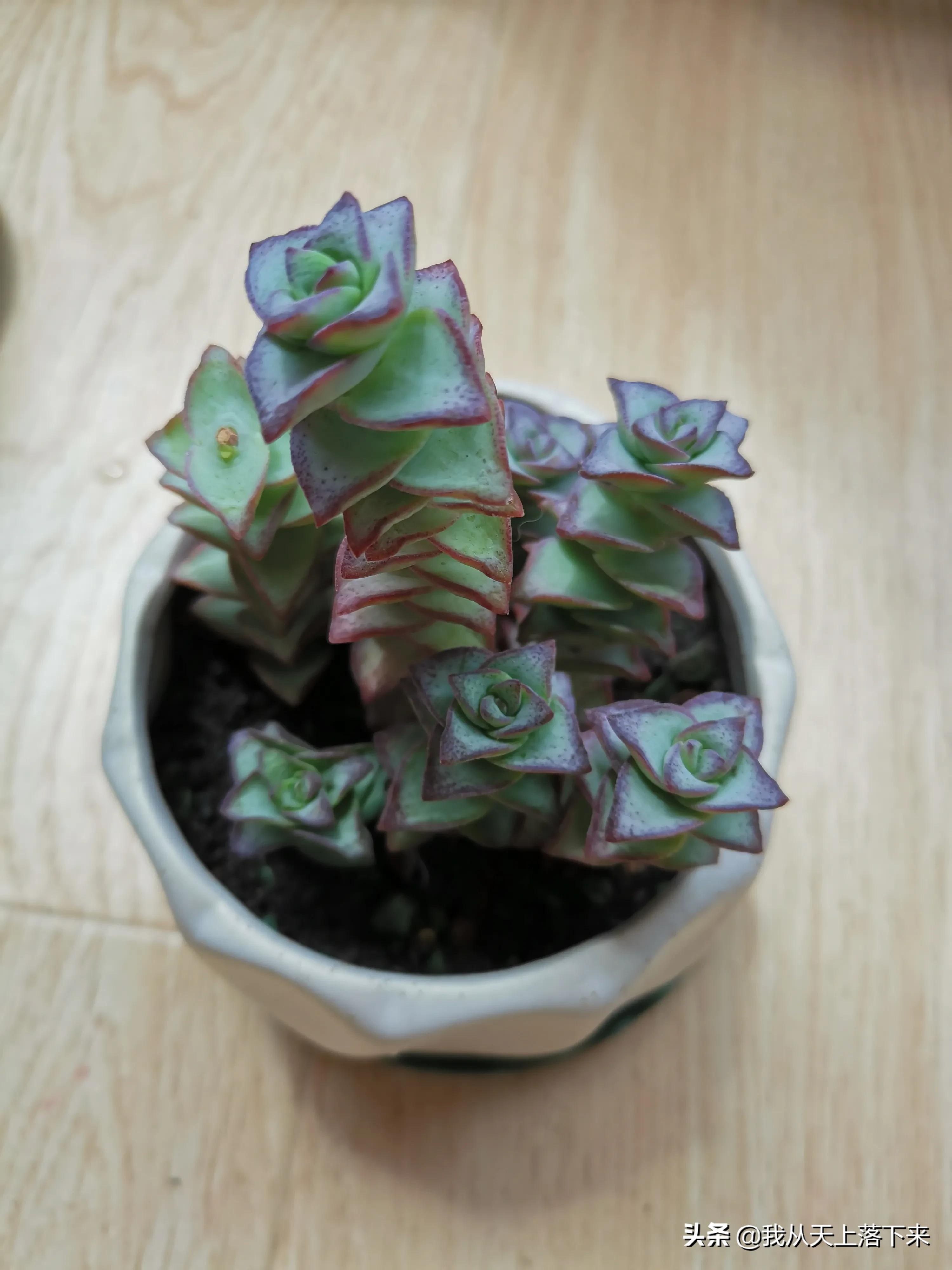 89种常见多肉植物品种图，实物拍摄，还不认识的小伙伴赶紧收藏好