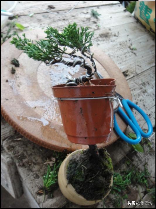 盆景干枯舍利制作,舍利干桩盆景图片