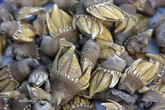 海南渔民整理的海鲜大全,渔民海鲜介绍