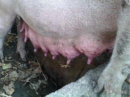 母猪乳房炎怎么治疗最快,母猪乳房炎最佳用药
