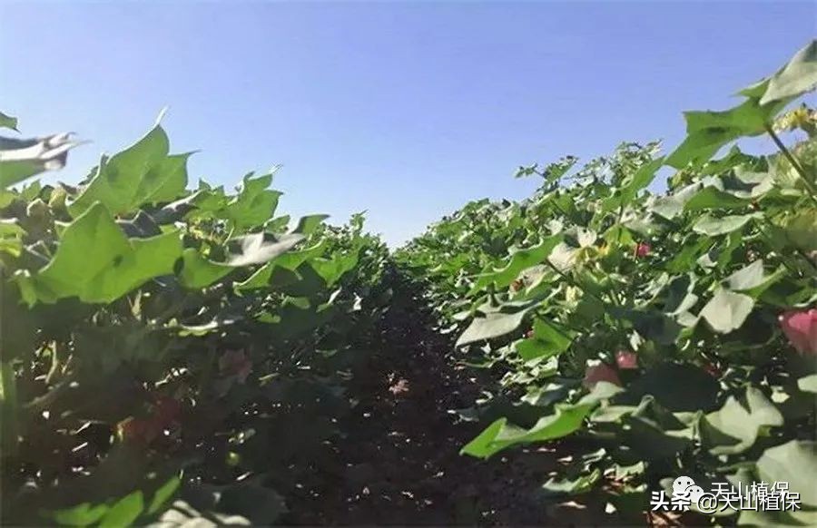 疆新棉业,新疆未来棉花生产应采取的措施