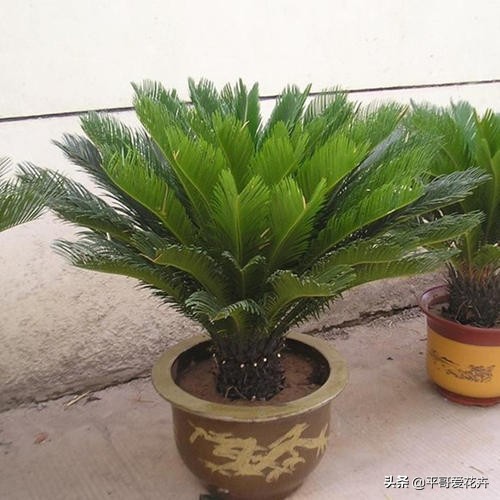 铁树不生根怎么办,铁树不茂怎么办