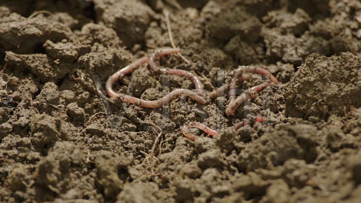 为啥电蚯蚓屡禁不止,电蚯蚓为什么危害环境