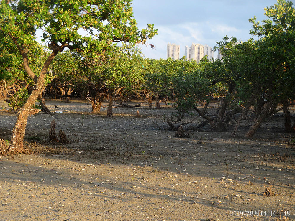 痛心！北海红树林不设防，任你踩任你挖
