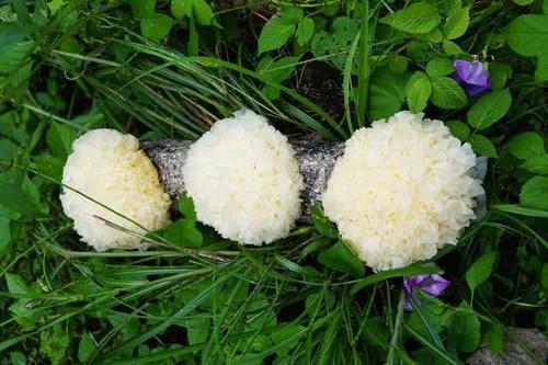 支气管炎克星治咳嗽,润肺止咳支气管炎的中药