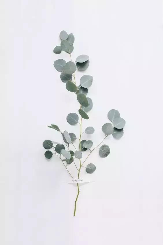 花店用的尤加利是什么品种,尤加利有几种