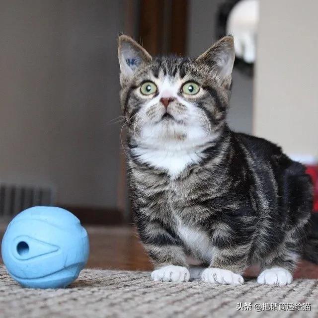 猫兄妹可爱视频,矮脚猫兄妹