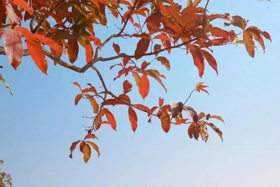 广东科学技术职业学院中专分数线,广东科学技术职业学院有本科嘛