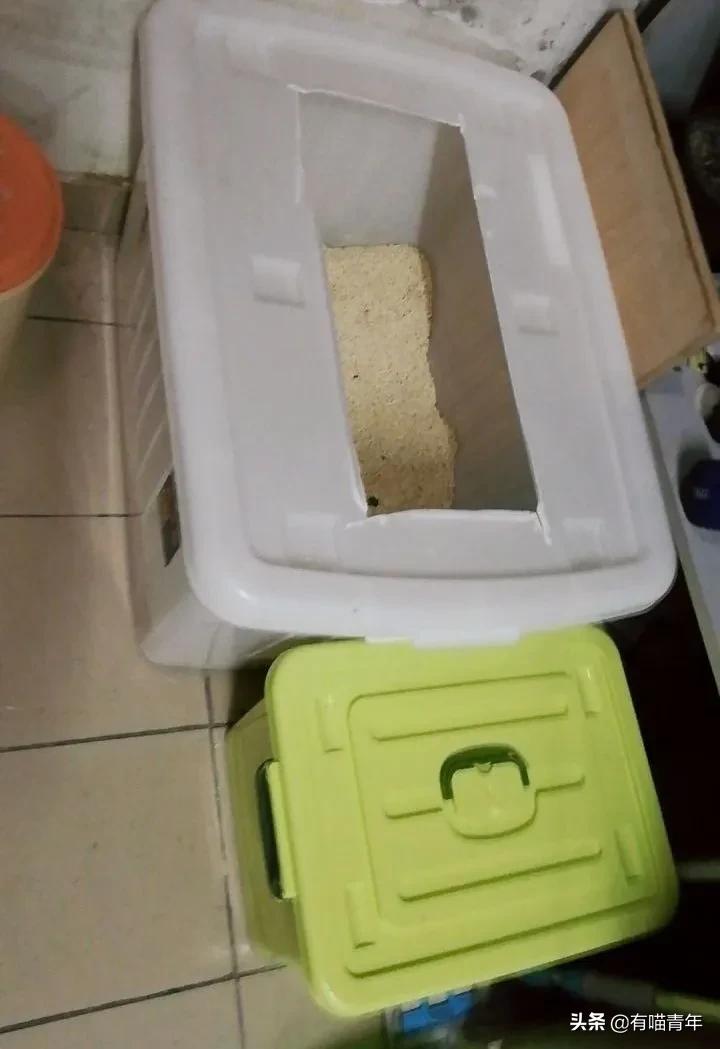 缅因猫看着很吓人但是很温柔,缅因猫真的有20万一只么