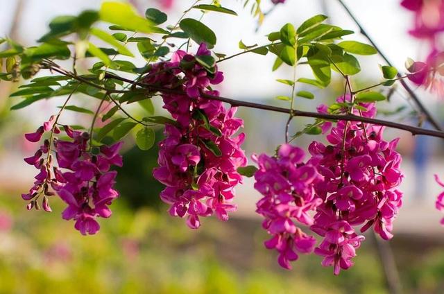 国槐和洋槐的区别有哪些,槐树跟洋槐的区别