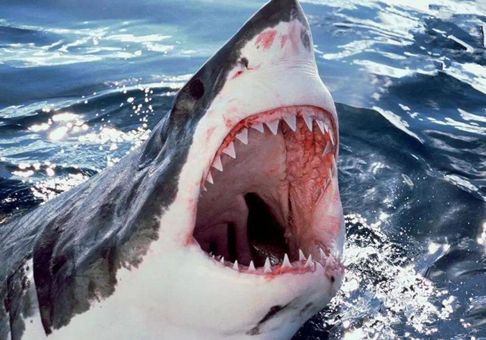 小狗牙齿不小心掉了还能长出来吗,狗狗牙齿意外掉了会长新牙吗