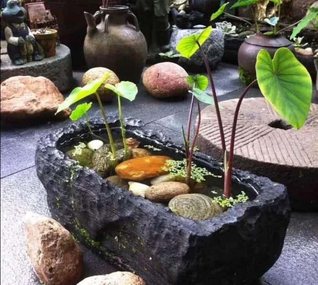 破缸种花效果图,破了的坛子种花