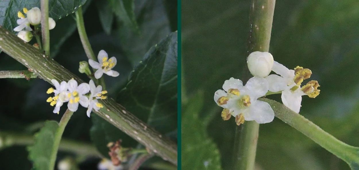 舍不得买鲜花,北美冬青如何组合盆栽