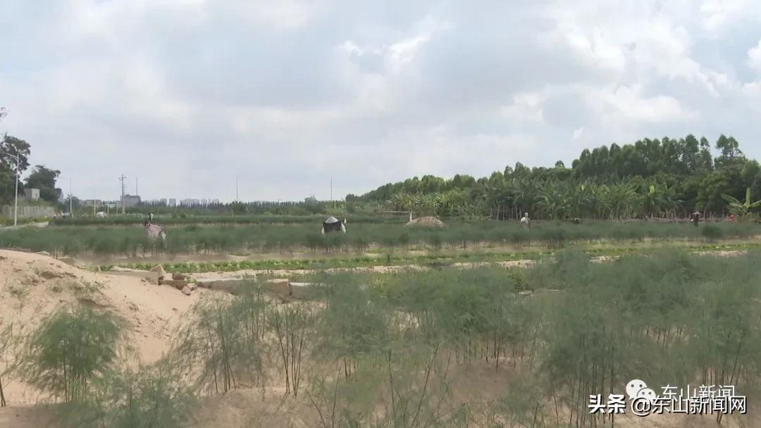 “云动力”让漳州东山这一产业焕发新活力