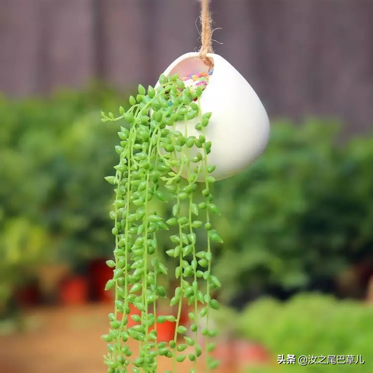 养多肉佛珠,多肉佛珠的正确养法